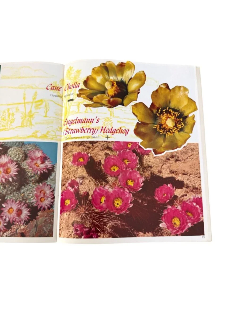 The Southwestern Desert In Bloom Cactus Guide Full Color Photographs Booklet VTG